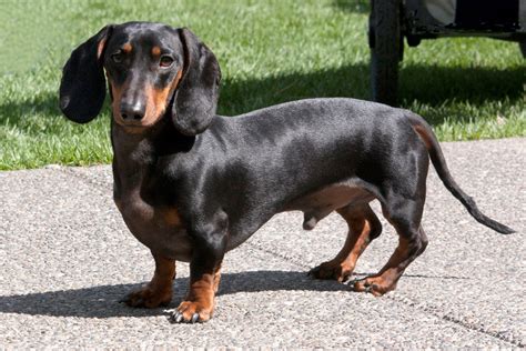 The Origins and Evolution of the Dachshund Breed