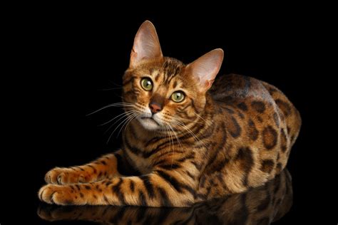 The Origins and Historical Background of Bengal Felines