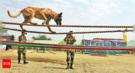 The Origins of Canine Combatants