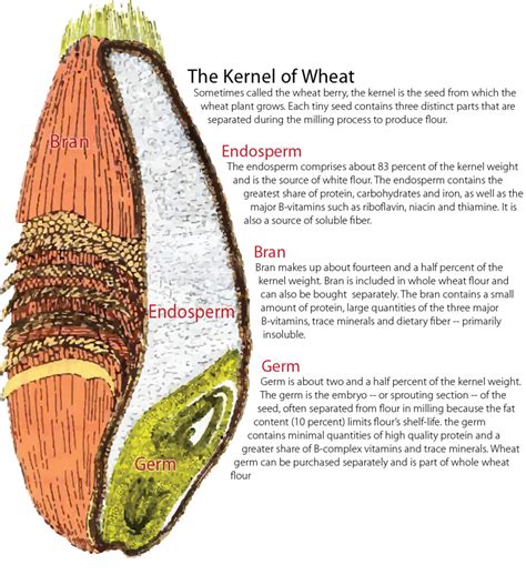 The Origins of Ethereal Grains