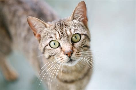 The Origins of Red-Haired Felines