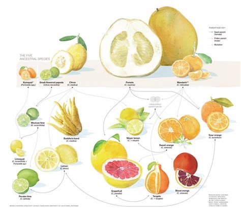 The Origins of Spicy Root and Citrus Fruit