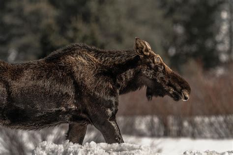 The Path of Self-Exploration: Unveiling the Inner Metamorphosis Embodied by Antlerless Moose