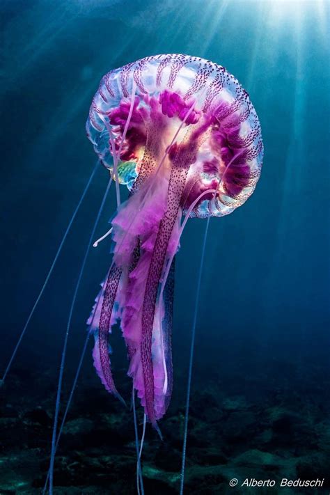 The Peculiarities of Jellyfish Dreams: Do they Resemble the Fantasies of Young Girls?