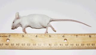 The Perfect Prey: Characteristics of Mice