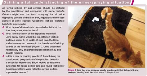 The Pheromonal Power: How Feline Urine Influences Cat Behavior