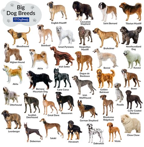 The Physical Attributes of Large Canine Varieties