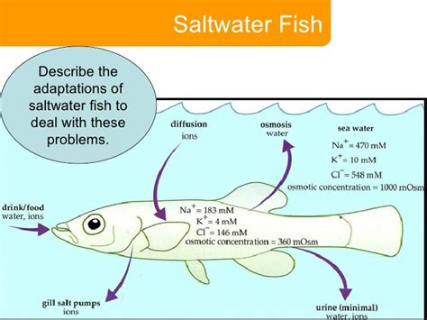 The Physiology of a Fish: Constraints and Benefits for Terrestrial Adaptation