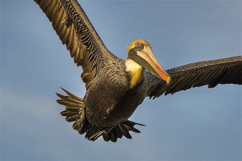 The Pink Pelican as a Metaphor for Femininity and Grace