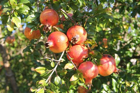 The Pomegranate's Association with Fertility and Abundance