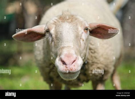 The Positive Connotations of Dreams Involving Ovine Creatures