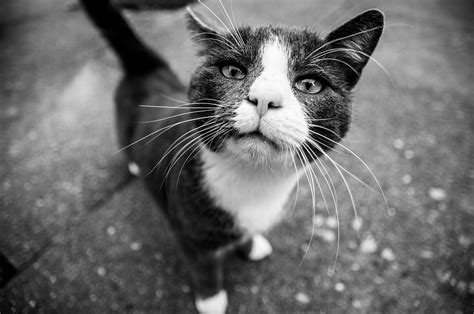 The Possible Emotional and Psychological Significance of Encountering a Black and White Feline in Your Vision