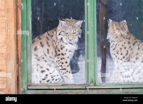 The Possible Interpretations of Two Lynxes Observing Outside Through a Window in a Dream