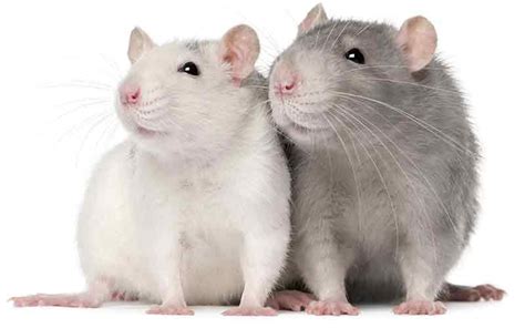 The Potential Implications of Exploring Female Rat Desires on Human Behavior Research