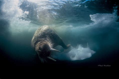 The Power Behind the Grace: Exploring the Strength of an Elegant Walrus Dive