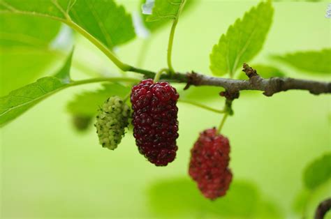 The Power and Symbolism of Mulberry Fruit in Dreams