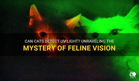 The Power of Dreams: Unraveling the Importance of a Vision Involving a Feline Clawing My Extremity