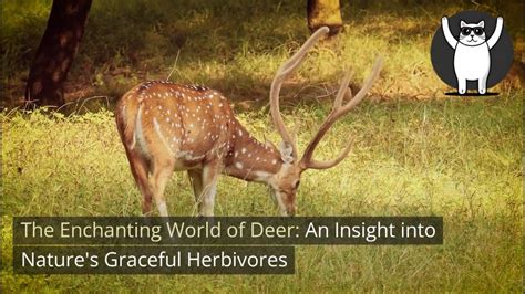 The Power of Intuition: Insights from the Enchanting Vision of a Gentle Deer