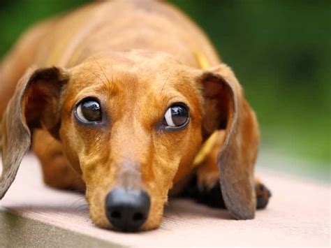 The Power of Physical Touch: Why Dachshunds Crave Affectionate Embrace