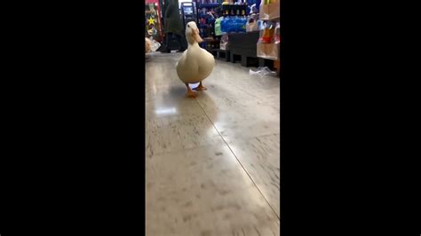 The Power of Viral Videos: How an Adorable Duck Family Captivated the Internet