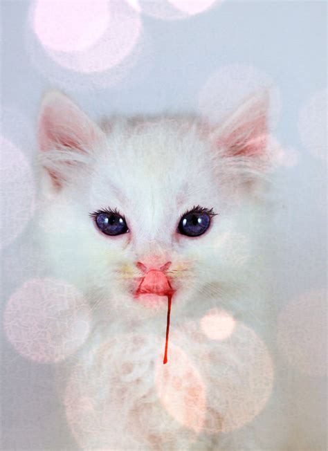 The Power of Visuals: Combining Blood and Kitten for an Unforgettable Dream