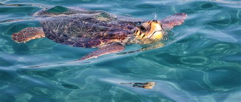 The Predatory Behavior of Turtles: Unexpected Biting Incidents