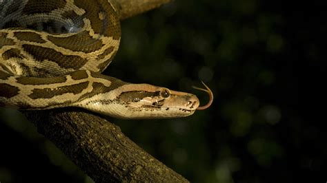 The Preservation Efforts: Safeguarding the Albino Python Population