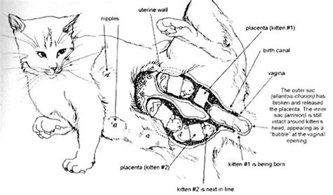 The Process of a Feline's Labor and Delivery