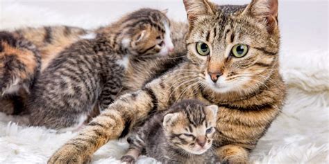 The Profound Emotional Symbolism of Dreaming about a Feline Mother and Her Offspring