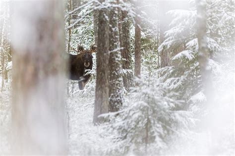 The Profound Meaning of a Moose Sighting in a Vision