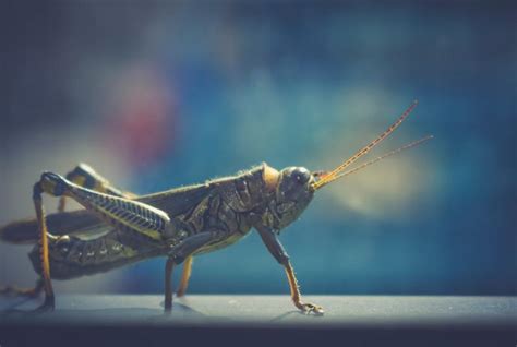 The Profound Significance of Locusts in the Realm of Dream Interpretation