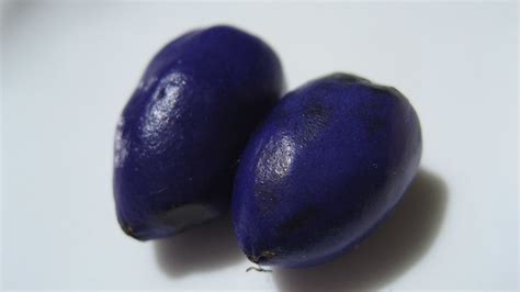 The Profound Spiritual Significance of Having Dreams About Plump Indigo-Colored Stone Fruits