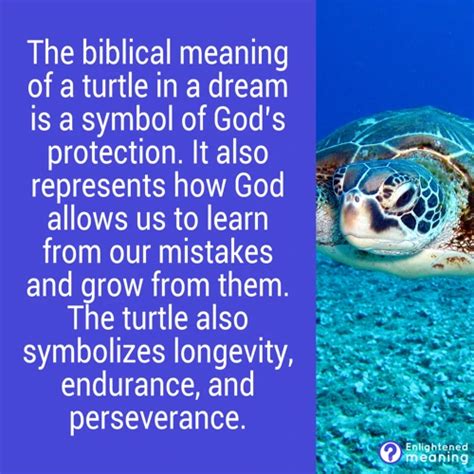 The Profound Spiritual Significance of the Majestic Turtle in the Dreams of Women