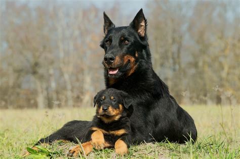 The Protective and Guardian Role of a Majestic Canine Companion in the Dreams of Women