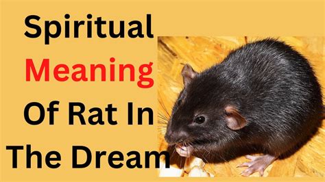 The Psychic Significance of Witnessing an Active Rodent in Your Dream