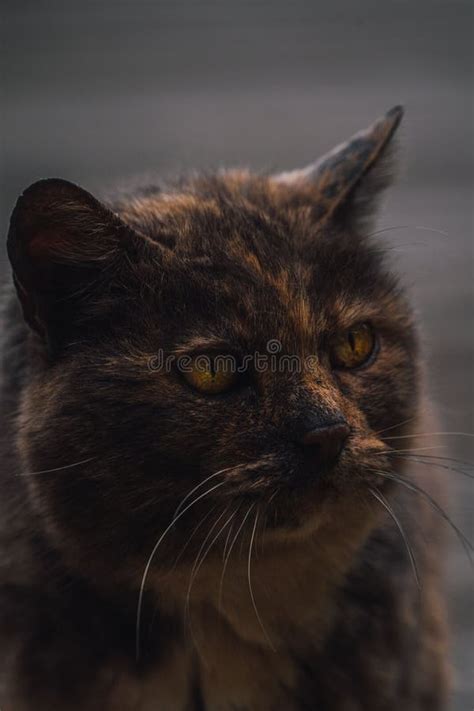 The Psychological Connection Between Embracing a Dark-Furred Kitty and Emotional Satisfaction