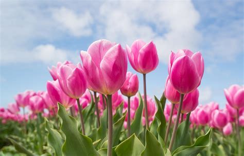 The Psychological Interpretation of Tulip Flowers in Women's Dreams