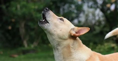 The Psychological Significance of Canine Vocalization in a Vision 