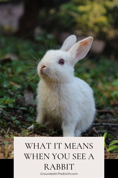 The Psychological Significance of Encountering a Bunny in Your Vision