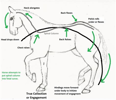 The Psychological Significance of Equine Locomotion Within the Mind