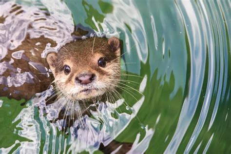 The Psychological Significance of Otter Bites in Dream Imagery