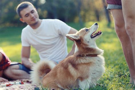 The Psychological Significance of a Canine Companion in Your Dreams