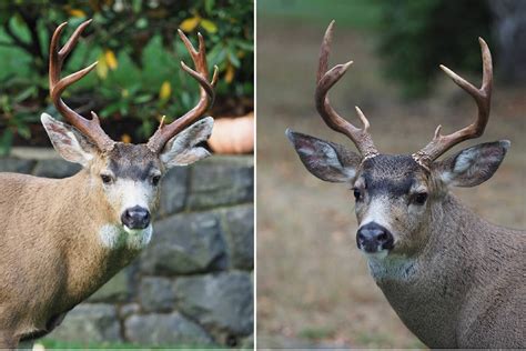 The Pursuit of Dominance: Antlers as Tools in the Struggle for Mating Supremacy