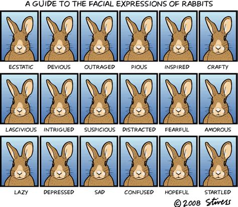 The Rabbit as an Expression of Anxiety