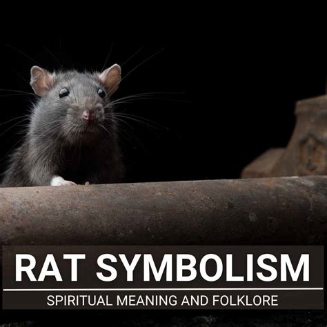 The Rat as a Symbol: Representing Fear, Filth, and Disease