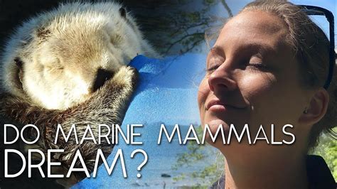 The Relationship Between Sleep and Dreams in Aquatic Mammals