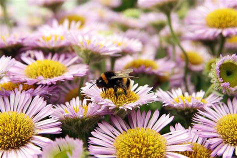 The Remarkable Abilities of Bumblebees