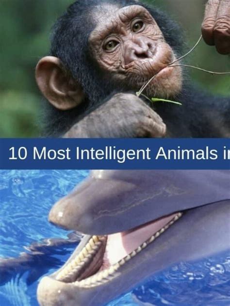 The Remarkable Intelligence of Animals