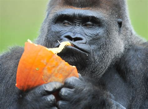 The Remarkable Life of Koko the Primate