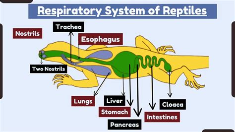 The Remarkable Respiratory System of Lizards